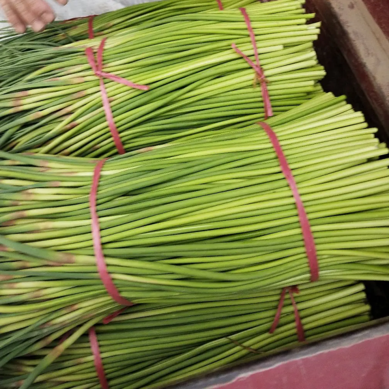 【产地直供】精品红帽蒜苔，大量有货，品质保证量大从优