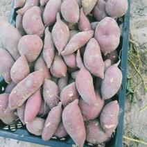 海南红薯，西瓜红货量充足价格稳定一手货源对接全国市场