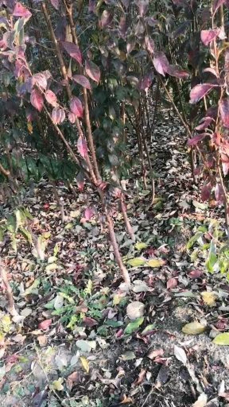 2公分3公分4公分味帝李子苗国丰七号蜂糖李西梅树苗
