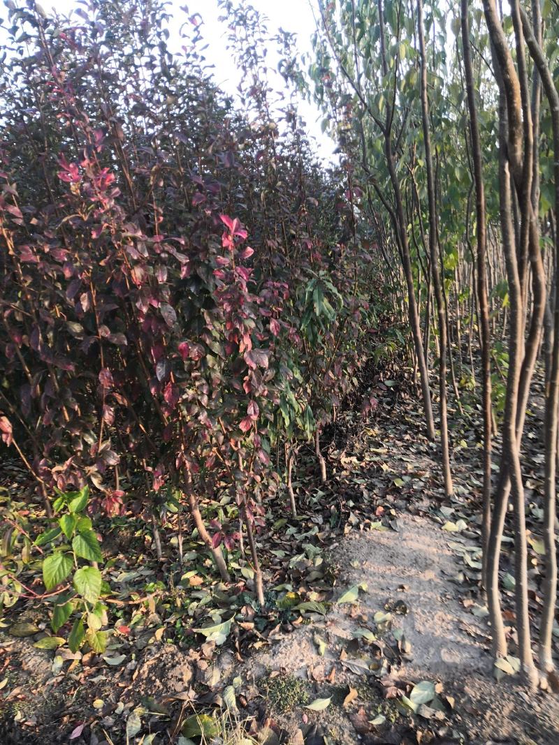 2公分3公分4公分味帝李子苗国丰七号蜂糖李西梅树苗