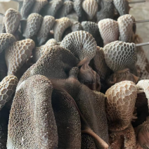 全熟羊毛肚，羊肚，熟羊毛肚。全熟五香羊毛肚。