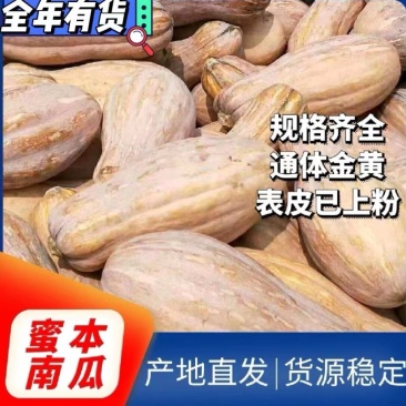 金韩蜜本南瓜全粉老南瓜电商小南瓜养殖加工厂南瓜