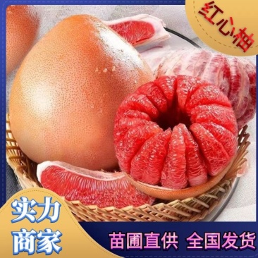 柚子苗，三红柚苗黄心柚，白心柚苗，均有售欢迎选购实地考察