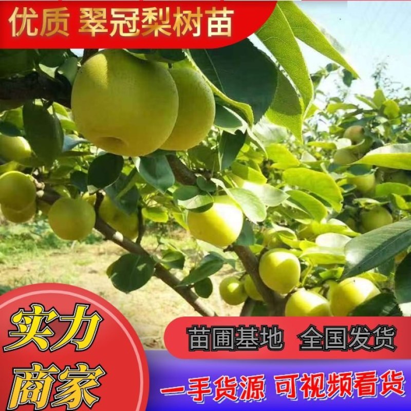 梨苗翠冠梨苗，皮薄沙细，甜度适中，化渣核小产量高。