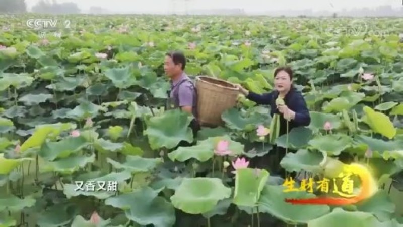 磨盘莲，山东省鱼台县莲蓬，又脆又甜，产量高。
