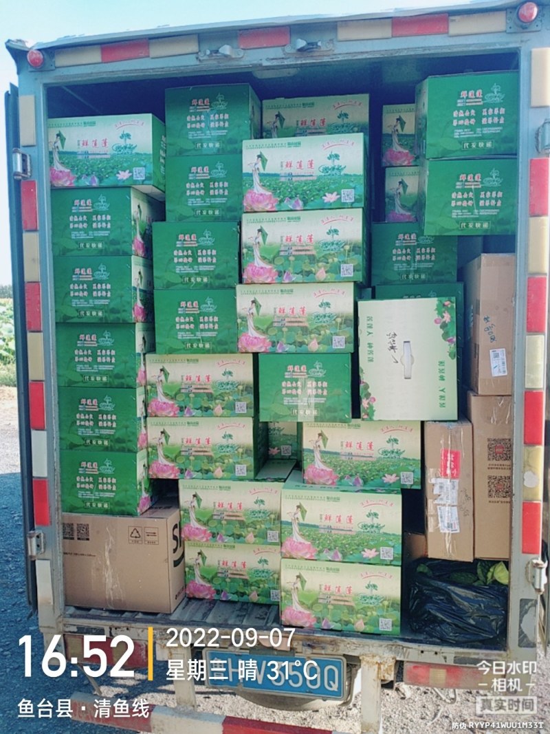 磨盘莲，山东省鱼台县莲蓬，又脆又甜，产量高。