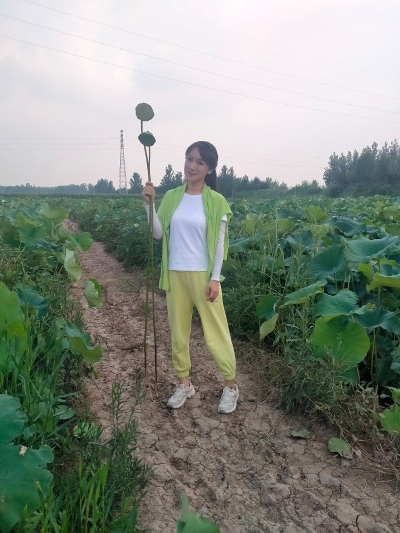 磨盘莲，山东省鱼台县莲蓬，又脆又甜，产量高。