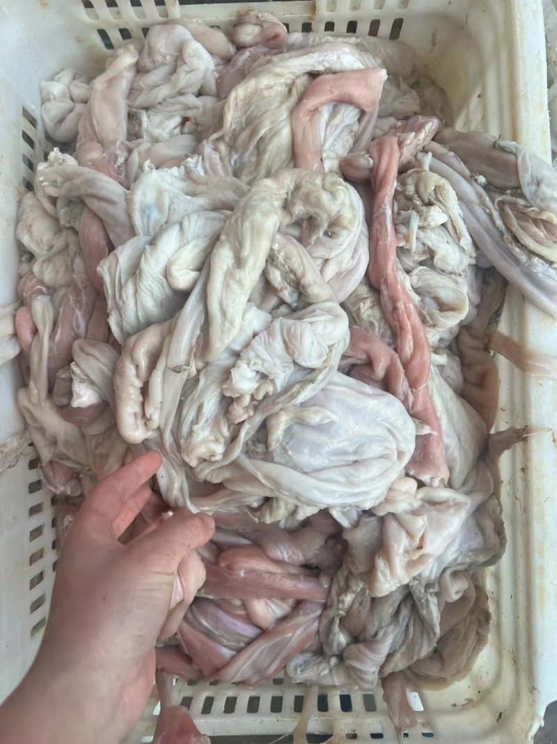 优质生羊小肚货源充足量大优惠，一手货
