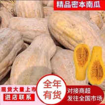 全黄蜜本南瓜老南瓜加工厂南瓜养殖场南瓜电商食堂南瓜