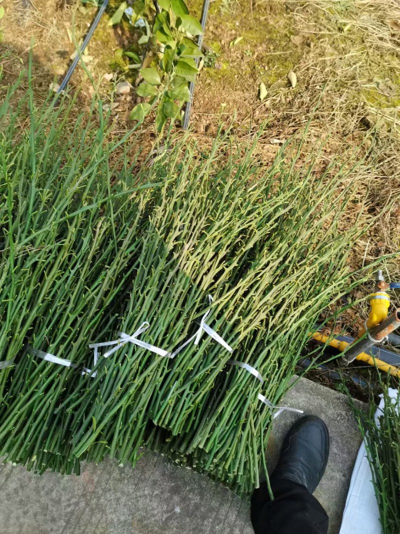 青秋脐橙枝条，早熟脐橙标准枝，苗圃嫁接，果园高换均宜