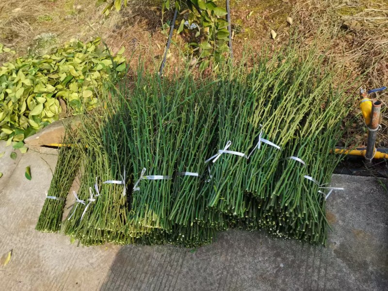 青秋脐橙枝条，早熟脐橙标准枝，苗圃嫁接，果园高换均宜
