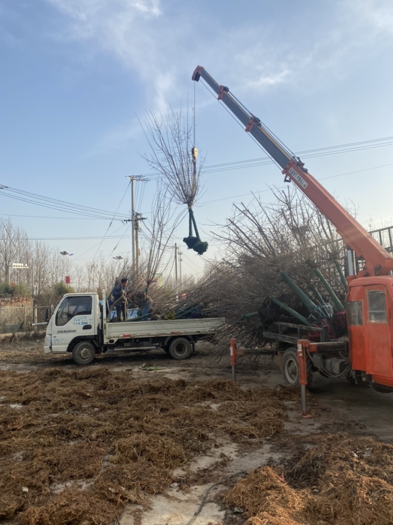 10公分垂丝海棠-山东苗圃海量供应，190元装车