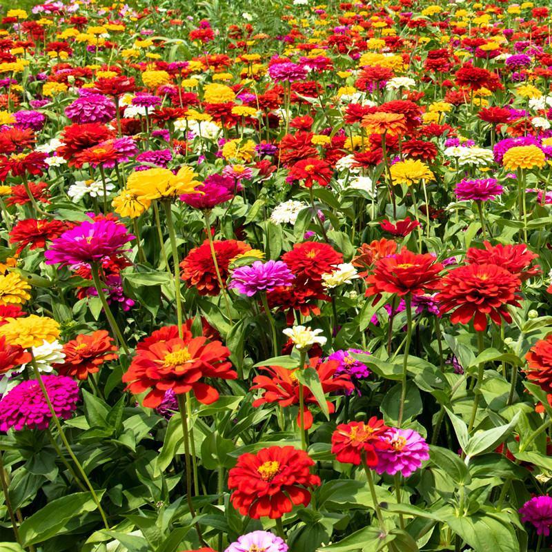 百日草花种子四季易播步步高花卉种子景观花海百日菊花籽包