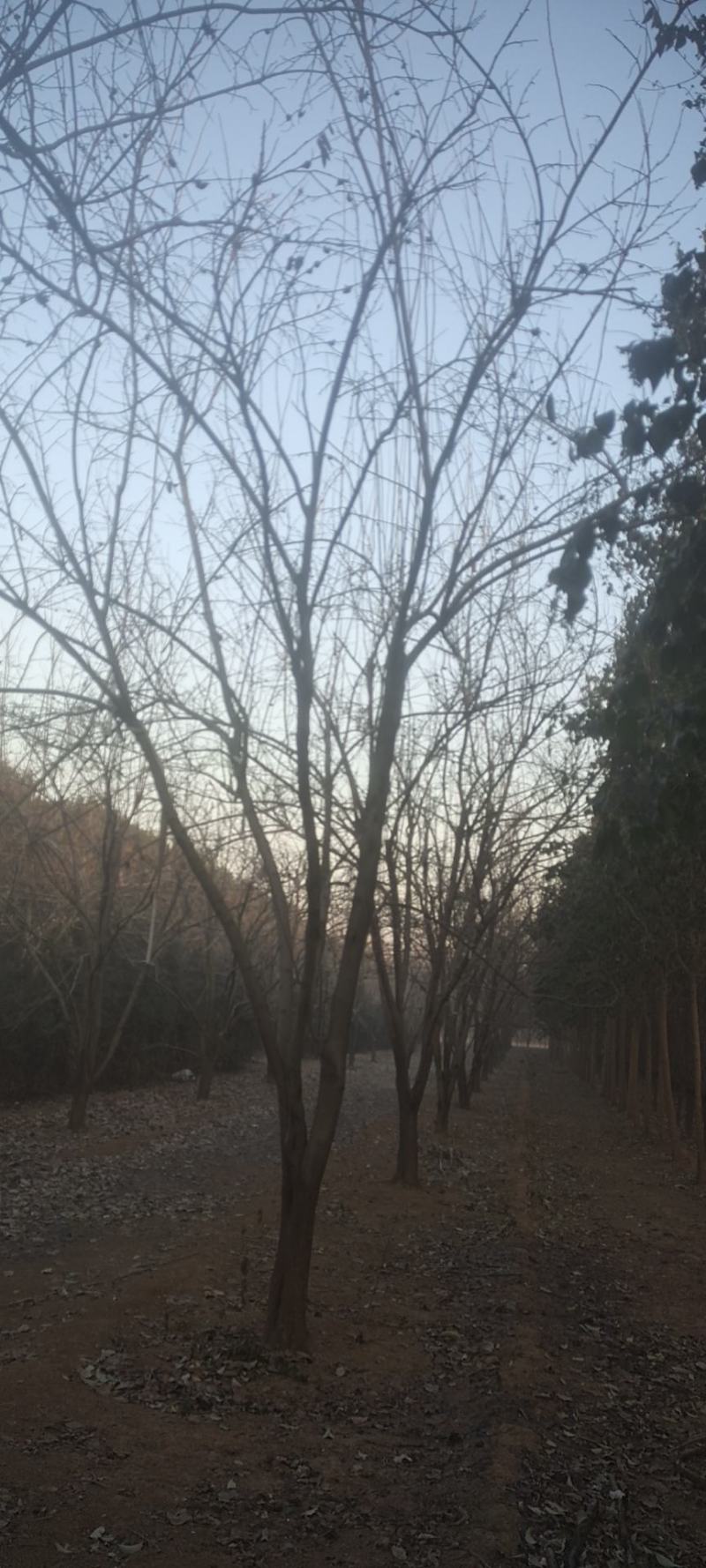 柿子树