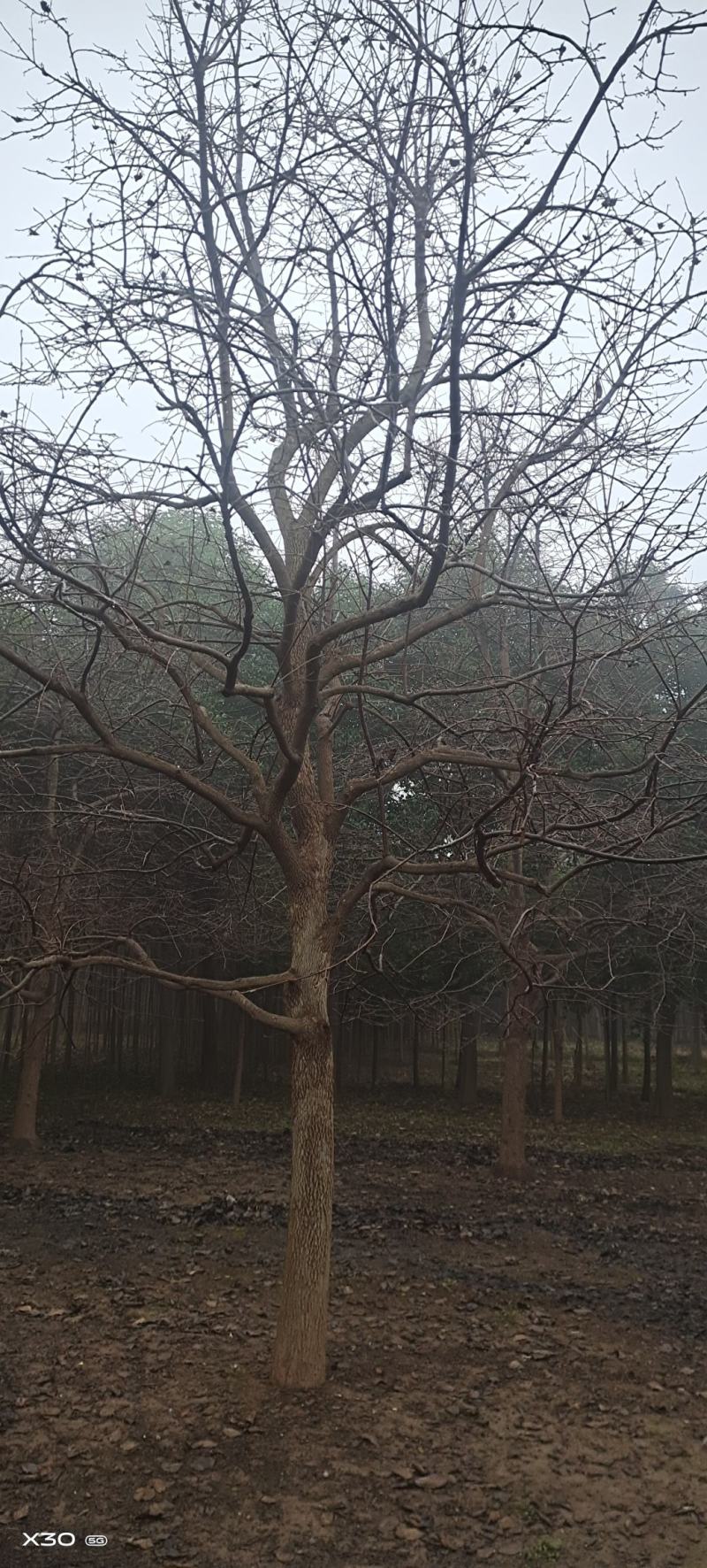 柿子树