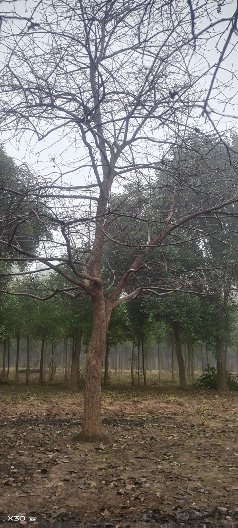 柿子树