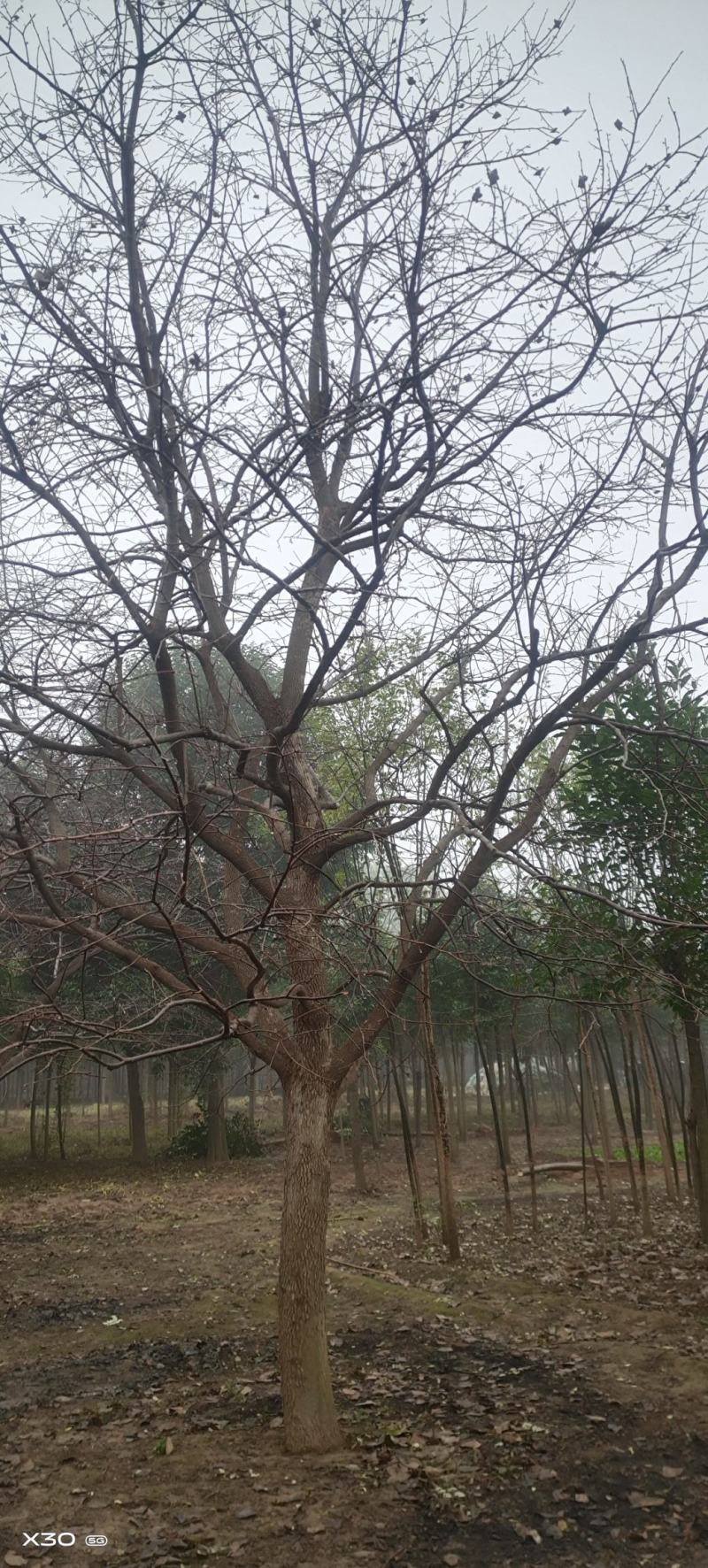 柿子树