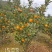 脆皮金桔苗，金桔苗，支持线上保障交易