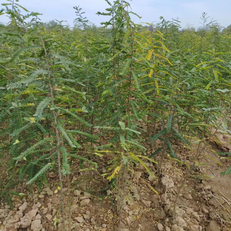 大刺皂角苗大量有货，自产自销，成活率高，价格优惠欢迎购买