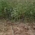大刺皂角苗大量有货，自产自销，成活率高，价格优惠欢迎购买