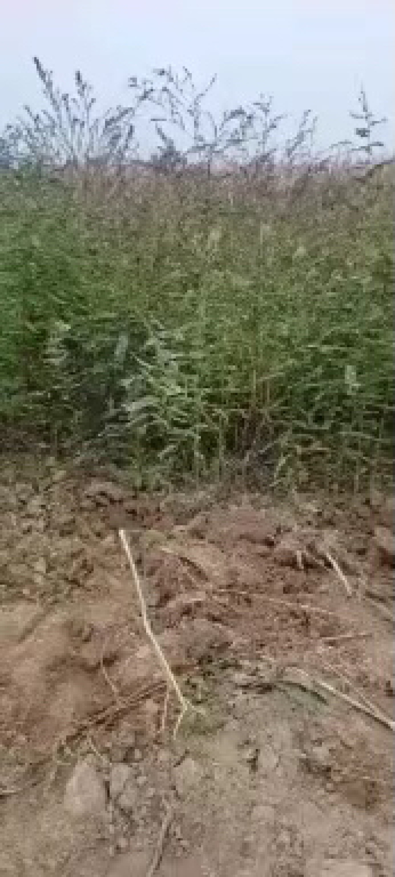 大刺皂角苗大量有货，自产自销，成活率高，价格优惠欢迎购买