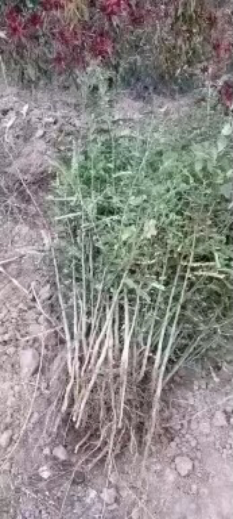 大刺皂角苗大量有货，自产自销，成活率高，价格优惠欢迎购买