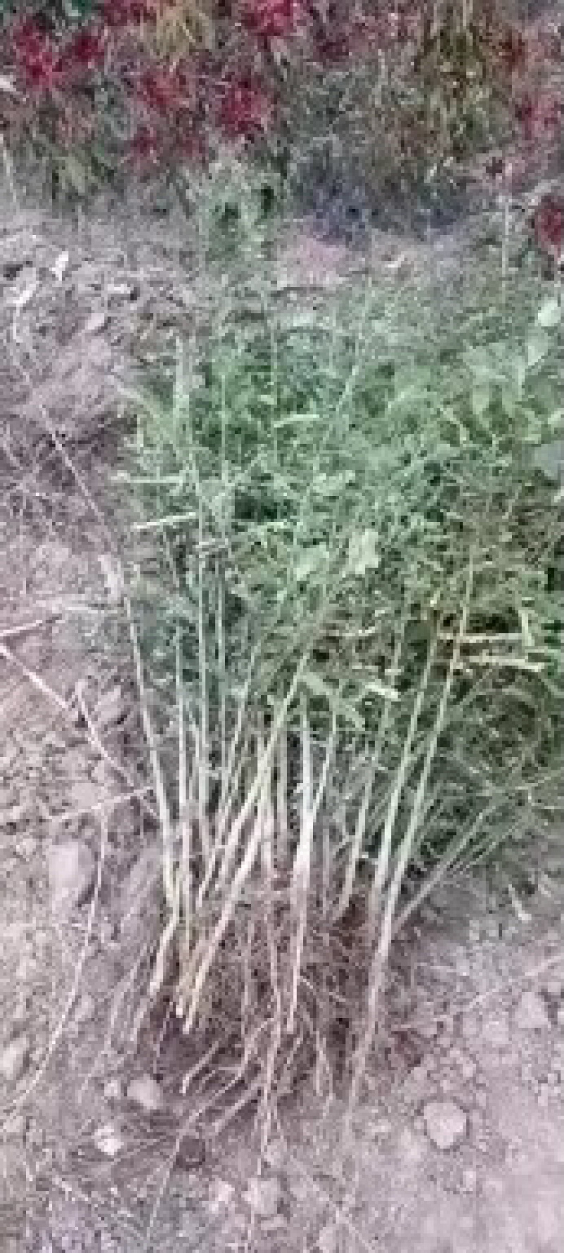 大刺皂角苗大量有货，自产自销，成活率高，价格优惠欢迎购买