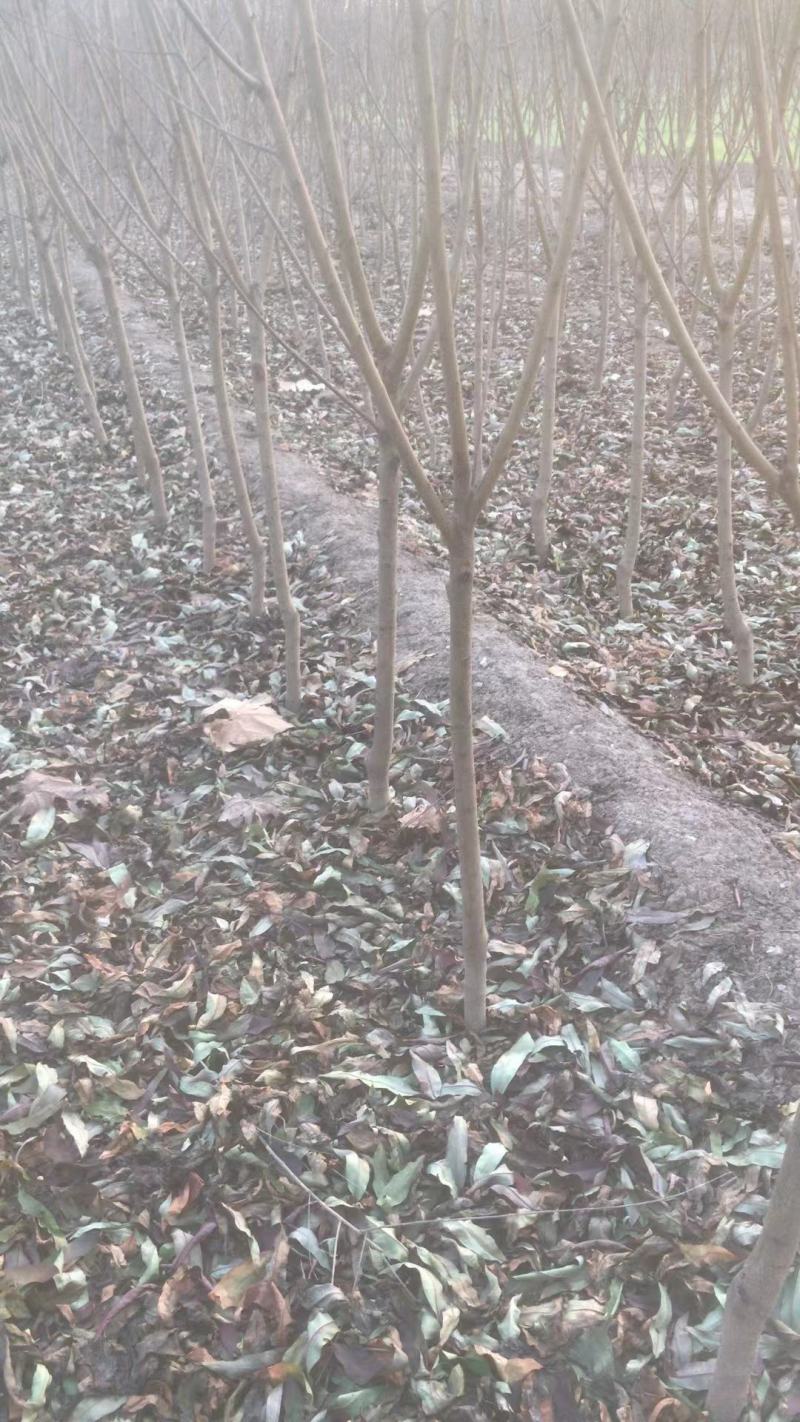 红叶碧桃