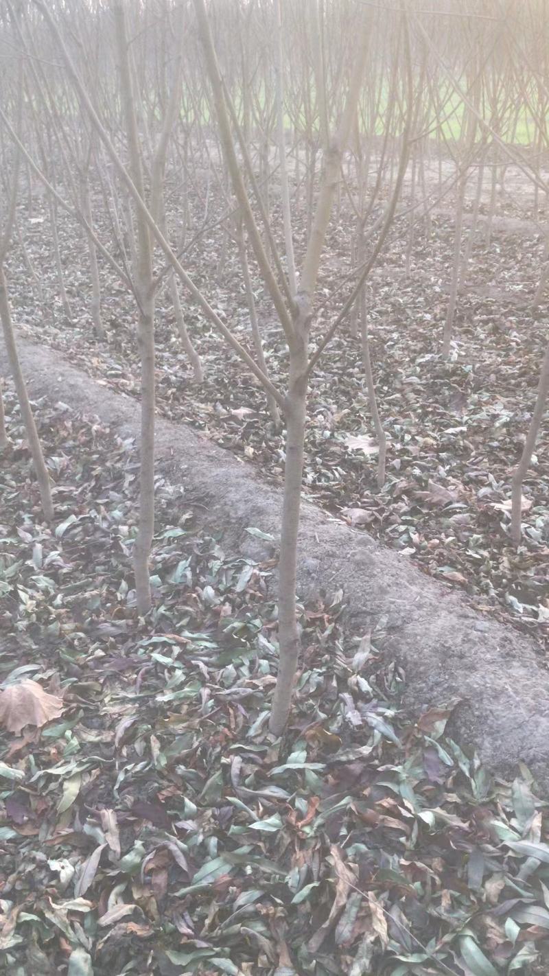 红叶碧桃