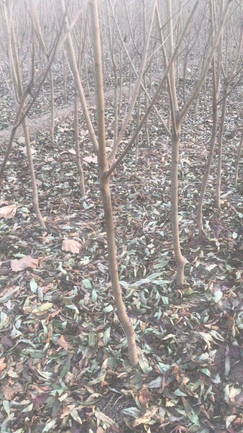 红叶碧桃