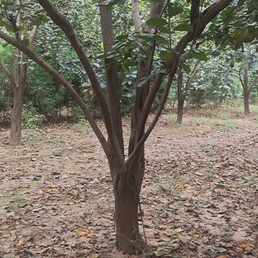 柿子树