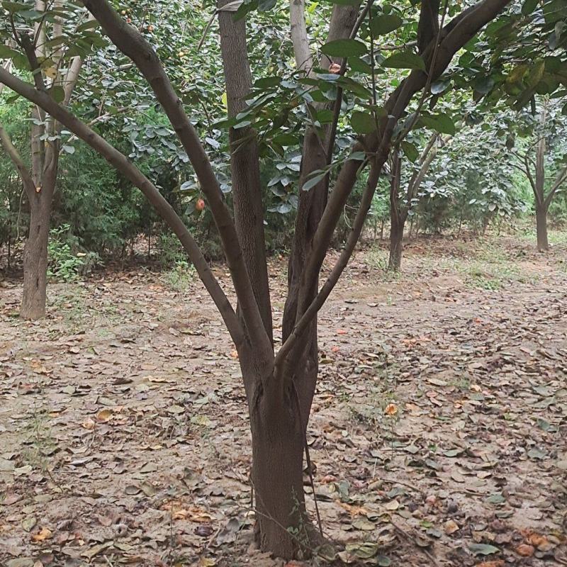 柿子树