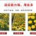 金盏菊种子金盏花种子四季易种花种子长生菊花海易种盆栽耐寒