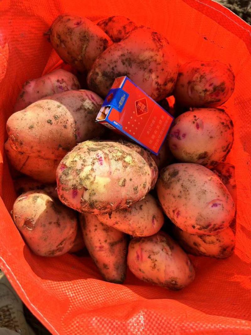 【热销】新土豆合作88号基地现货直发价格优惠欢迎咨询下单
