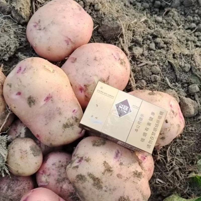【热销】新土豆合作88号基地现货直发价格优惠欢迎咨询下单