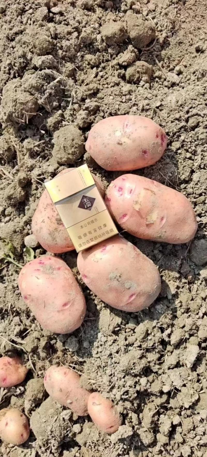 【热销】新土豆合作88号基地现货直发价格优惠欢迎咨询下单