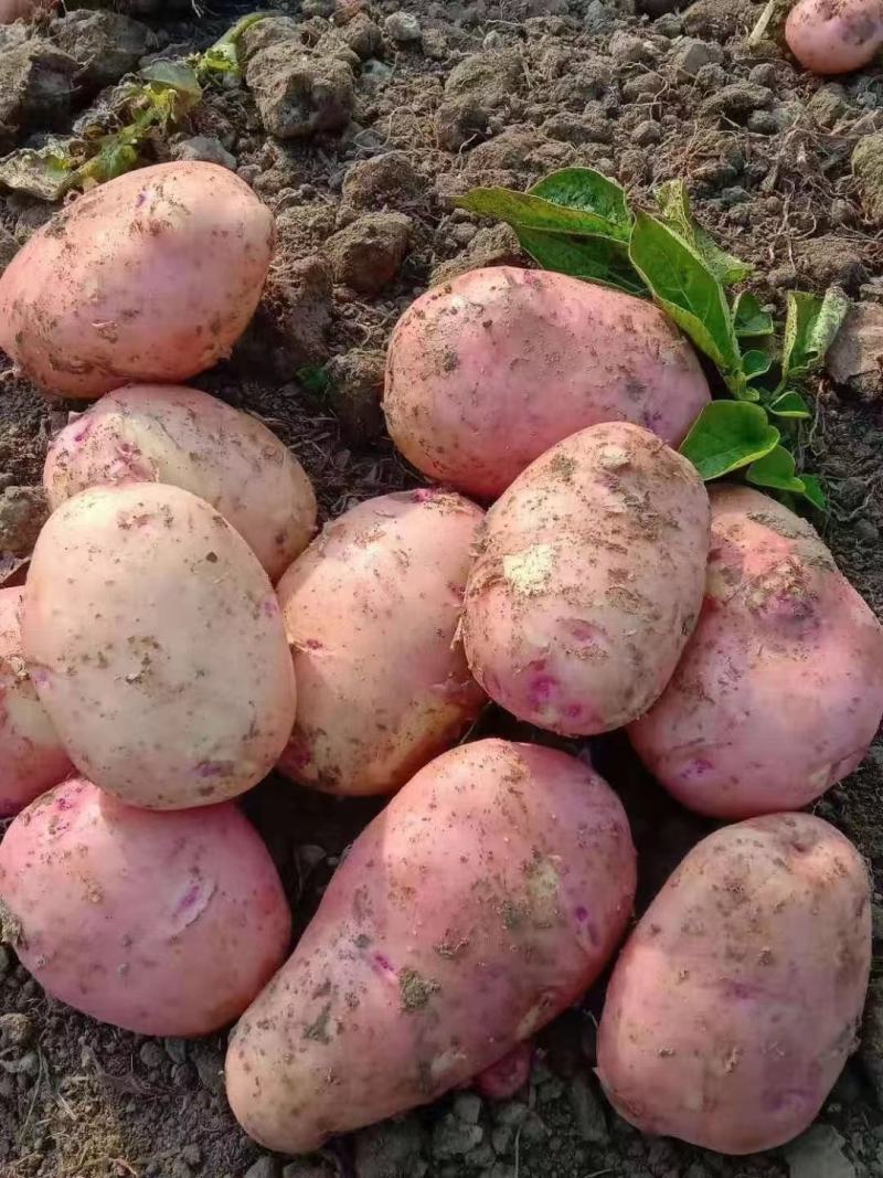 【热销】新土豆合作88号基地现货直发价格优惠欢迎咨询下单