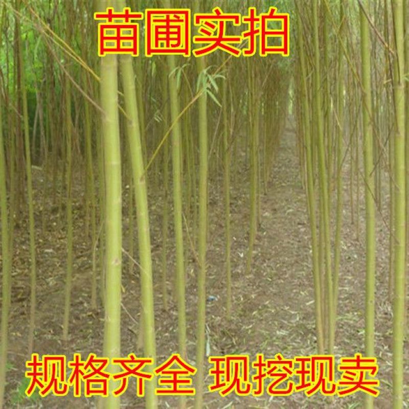 柳树苗柳树垂柳直柳旱柳河柳江柳柳树苗黄金柳金丝垂柳苗工程