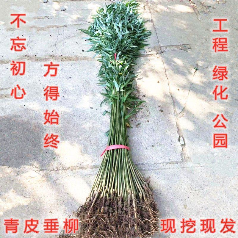 柳树苗柳树垂柳直柳旱柳河柳江柳柳树苗黄金柳金丝垂柳苗工程