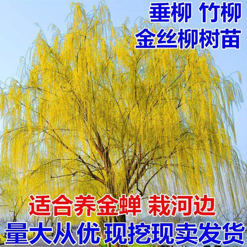柳树苗柳树垂柳直柳旱柳河柳江柳柳树苗黄金柳金丝垂柳苗工程
