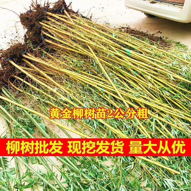 柳树苗柳树垂柳直柳旱柳河柳江柳柳树苗黄金柳金丝垂柳苗工程