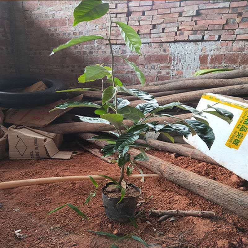 羊奶果苗特大果形德甜二号胡颓子苗胡秃子苗羊奶果树苗