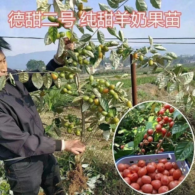 羊奶果苗特大果形德甜二号胡颓子苗胡秃子苗羊奶果树苗
