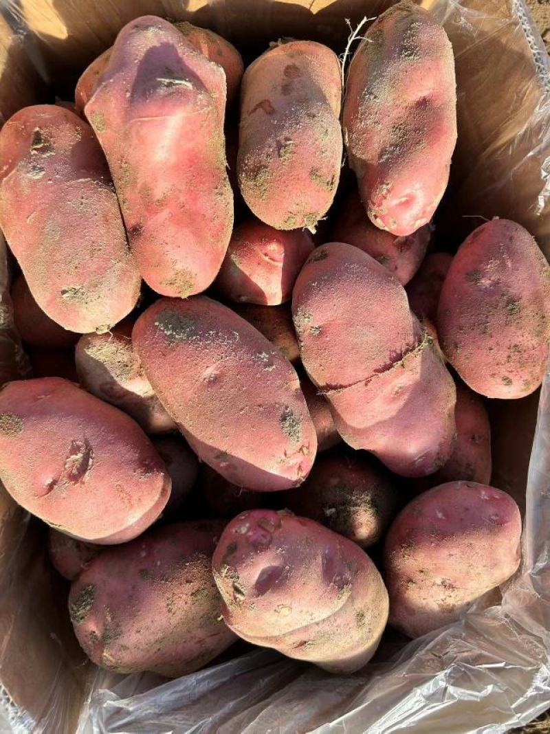 【2022新货】土豆青薯9号个头大干净无土无虫眼诚信经营
