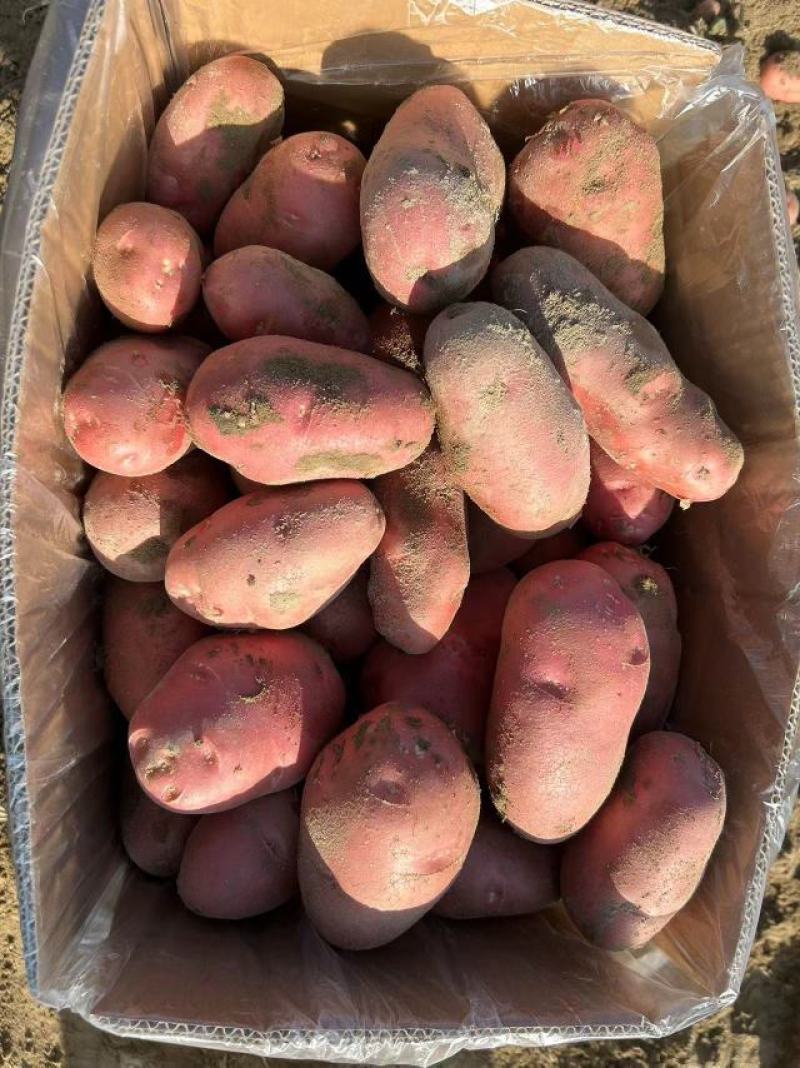 【2022新货】土豆青薯9号个头大干净无土无虫眼诚信经营