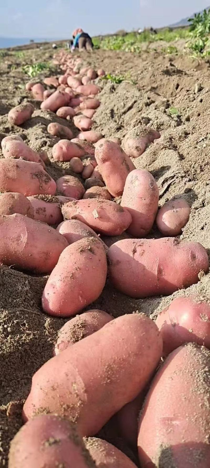【2022新货】土豆青薯9号个头大干净无土无虫眼诚信经营