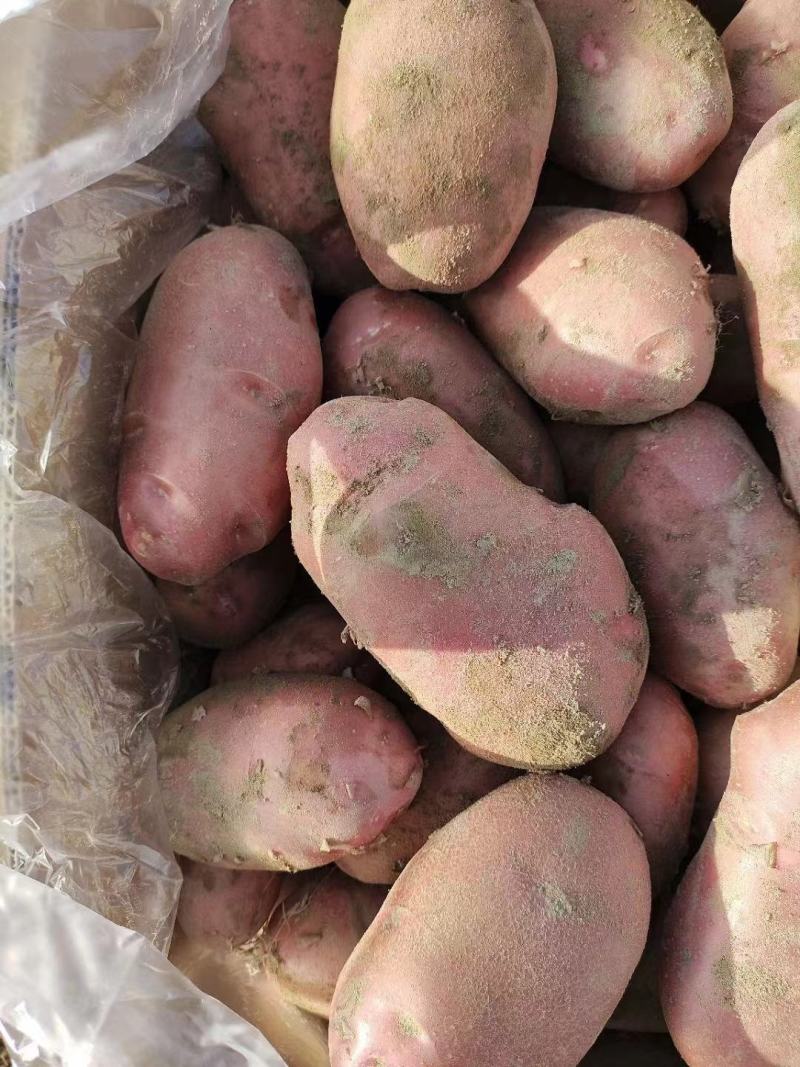 【2022新货】土豆青薯9号个头大干净无土无虫眼诚信经营