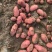 【2022新货】土豆青薯9号个头大干净无土无虫眼诚信经营