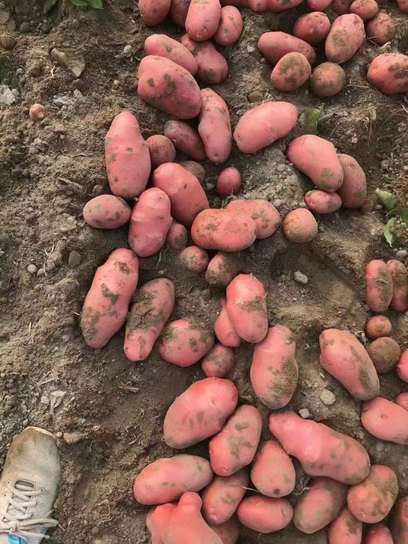【2022新货】土豆青薯9号个头大干净无土无虫眼诚信经营