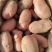 【2022新货】土豆青薯9号个头大干净无土无虫眼诚信经营